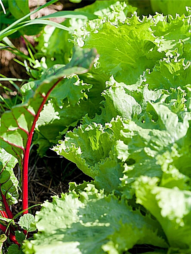 Ice Queen Lettuce Info: Aprenda sobre o plantio de sementes de alface Reine Des Glaces