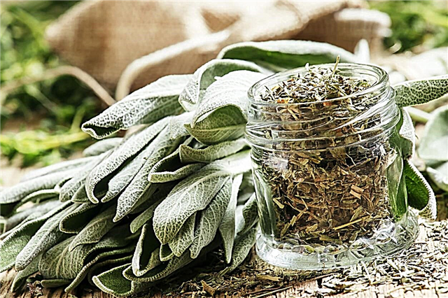 Picking Sage Herbs - Quando devo colher ervas sábias