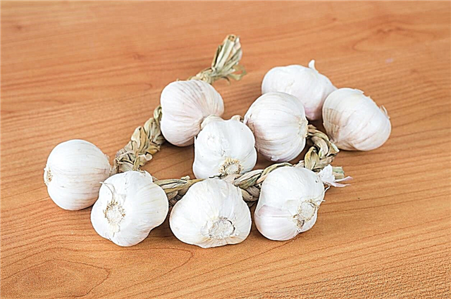 Informação sobre o alho branco polonês: Como cultivar bulbos de alho branco polonês