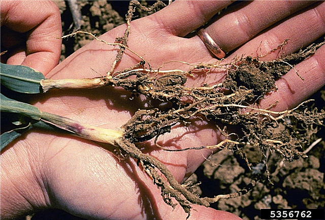 Царевични разсад с Blight: причини за разсад Blight в царевица