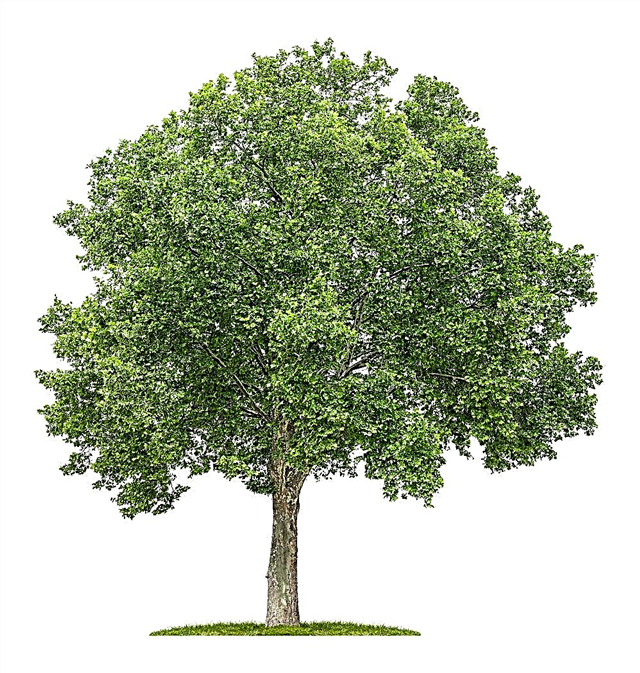 فوائد شجرة الطائرة - ما يمكن أن تستخدم لأشجار الطائرة