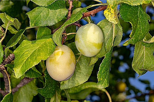 Como crescer uma árvore de ameixa Warwickshire Drooper