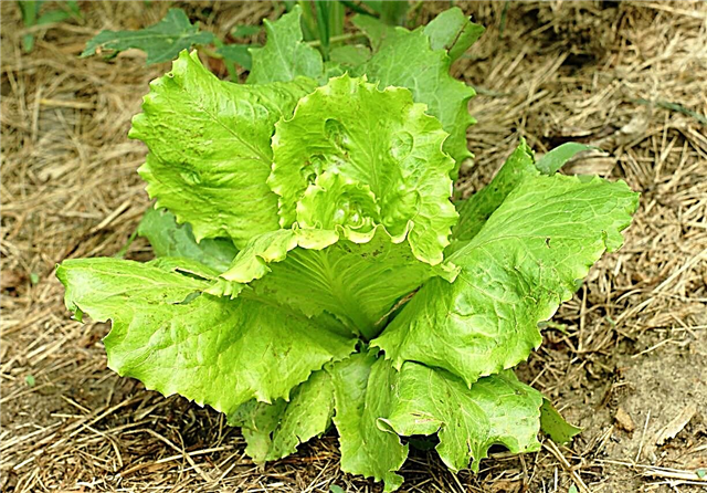 Summertime Lettuce Info: Anbau von Summertime Lettuce Plants