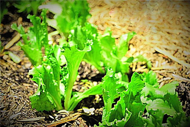 Уход за салатом «Итака»: узнайте, как выращивать головки салата Итака