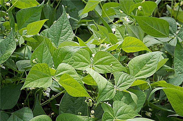 Snowflake Pea Info: Lär dig mer om odling av Snowflake Peas
