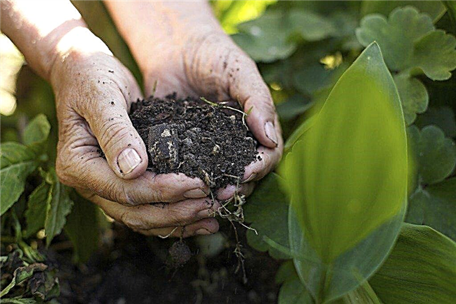 שתילת זרעי חסה לומה - כיצד לגדל צמח חסה לומה