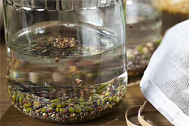 Tratamento de sementes de água quente: devo tratar minhas sementes com água quente