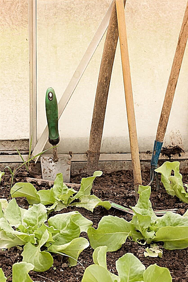 Sommer Bibb-salatpleje - Sådan dyrkes en sommerbibb-salatplante