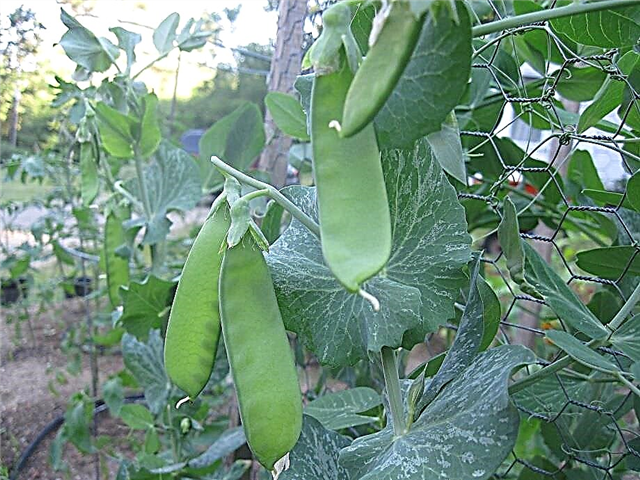 エンドウ豆の「オレゴンシュガーポッド」情報：オレゴンシュガーポッドエンドウ豆の栽培方法