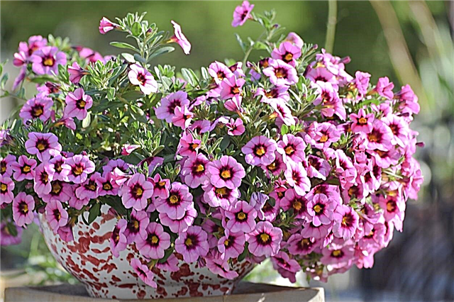 Sin flores en Calibrachoa - Consejos para hacer que Calibrachoa florezca