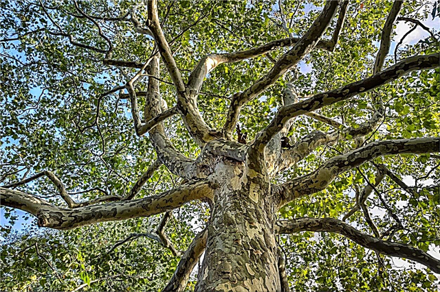 Plane Tree Water Needs - Consejos para regar un árbol plano de Londres