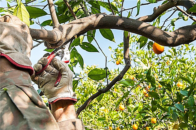 Citrusfa metszés útmutató: Mikor kell a citrusfákat metszni