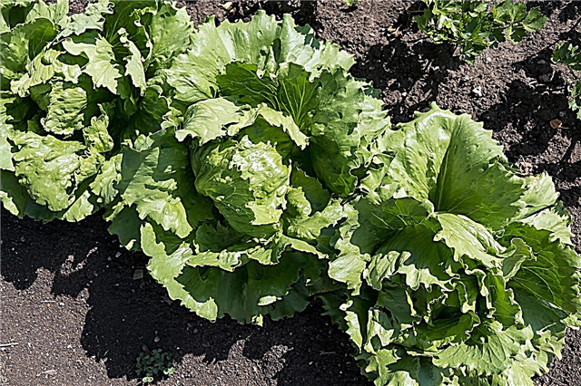 Saules velna salātu kopšana: augošie saules velnu salātu augi