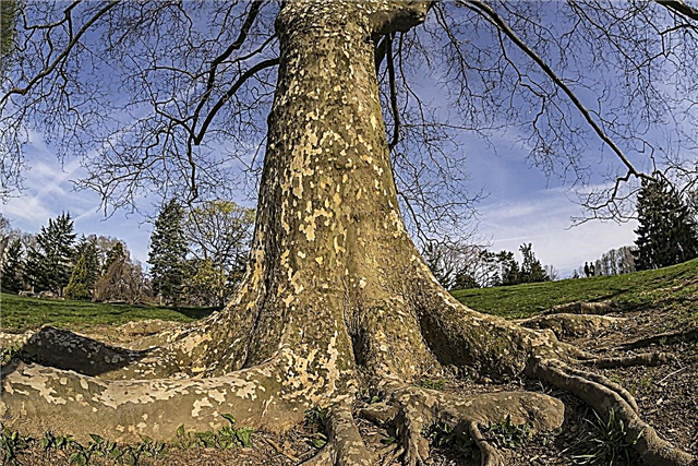 Qué hacer con las raíces de los árboles planos: problemas con las raíces planas de Londres