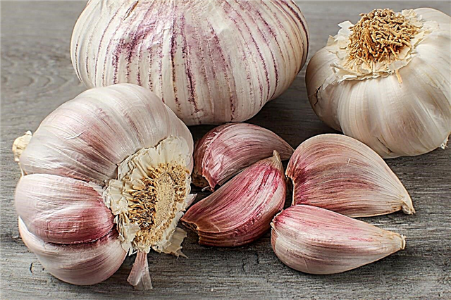 Red Toch Garlic Info: Dicas para o cultivo de bulbos vermelhos de alho Toch