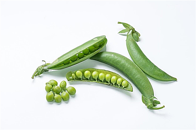 Pea ‘Super Snappy’ Care - วิธีปลูก Peas สวน Super Snappy