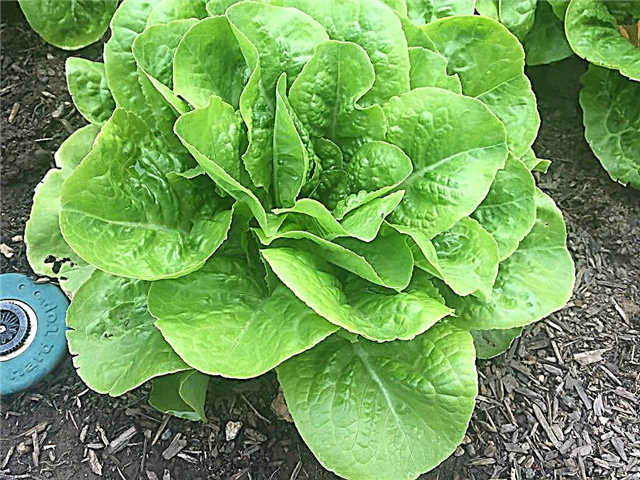 Buttercrunch Plant Info: Was ist Buttercrunch-Salat?
