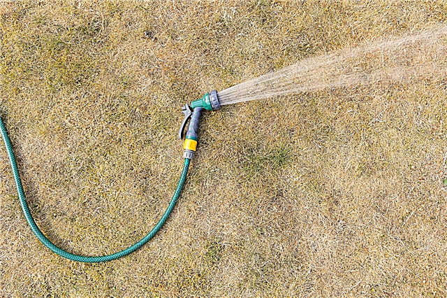Reparieren eines überbewässerten Rasens - Was tun mit überbewässertem Gras?