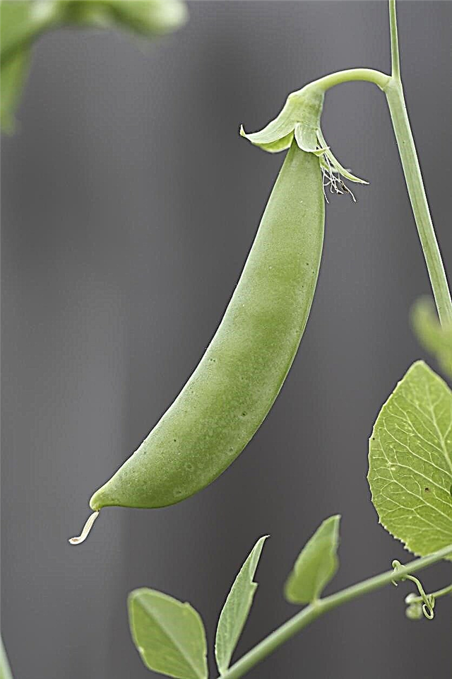 ¿Qué son los guisantes de azúcar Ann - Cómo cultivar plantas de guisantes de azúcar Ann