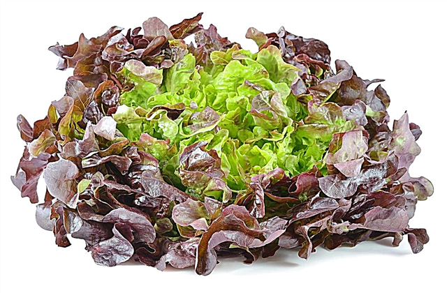 Информация о салате Кармона: выращивание салата Кармона в саду