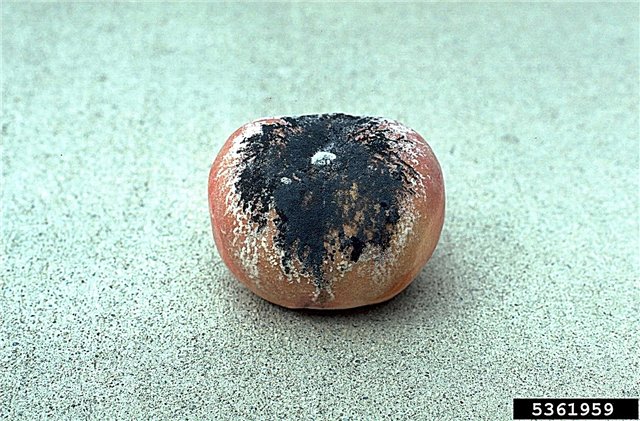 Peach Rhizopus Rot Control: Hur man behandlar Rhizopus Rot av persikor