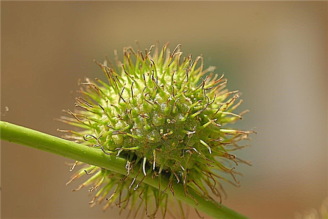 Síkfa pollen: A síkfák allergiát okoznak