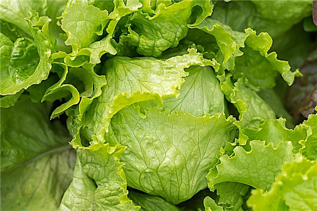 Podaci o uzgoju Crispino - briga o biljkama salate crispino
