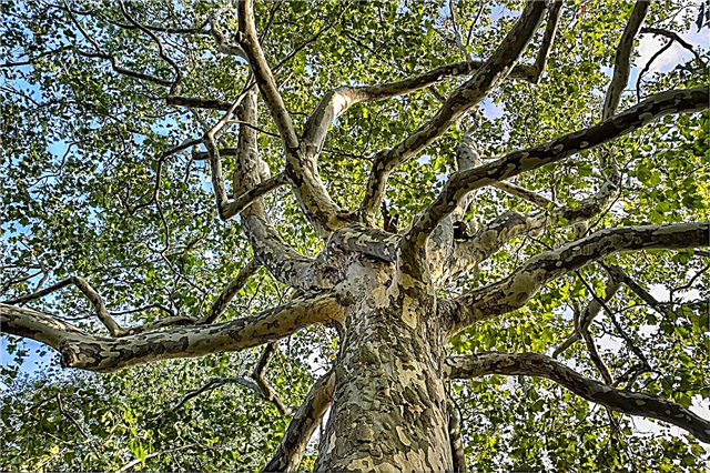 Problemas del árbol plano de Londres - Cómo tratar un árbol plano enfermo