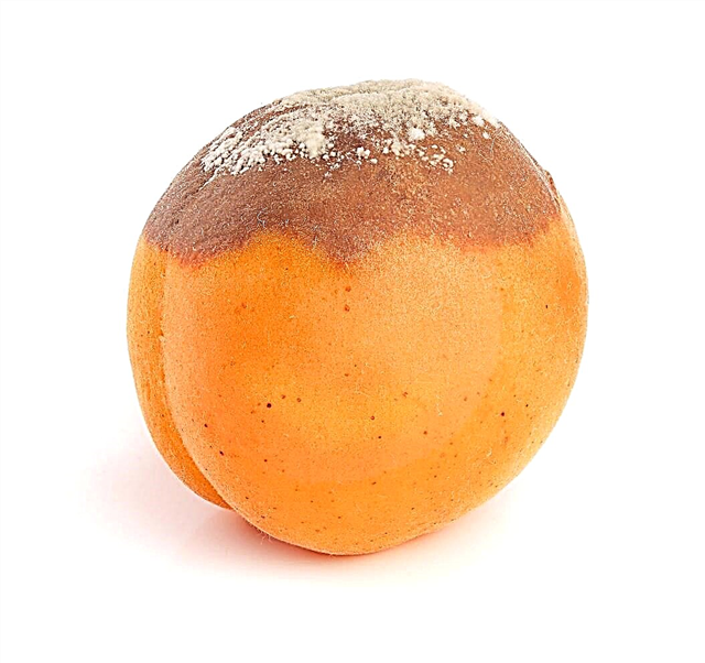 Rawatan Apricot Brown Rot: Apa Punca Apricot Brown Rot