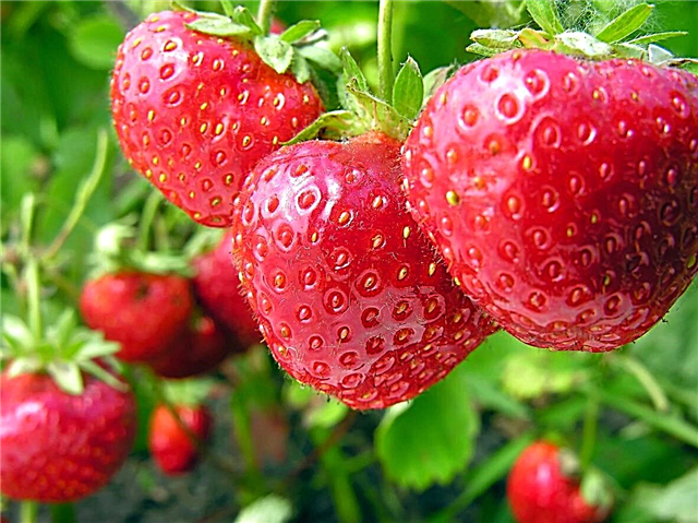 Strawberry Chill Hours - Hva er Strawberry Chilling Krav