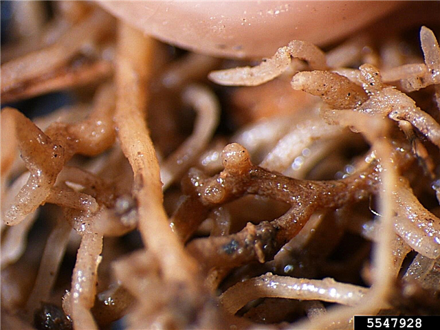 ¿Qué son los nematodos de quistes de cereales? Cómo detener los nematodos de quistes de cereales