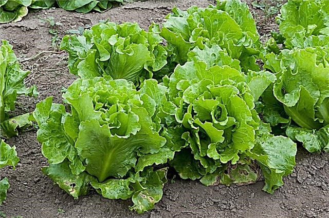 Summer Crisp Lettuce Info - Memilih Dan Bertambah Summer Crisp Lettuce