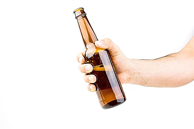 Cerveja pode ser adubada: Um guia para adubar as sobras de cerveja