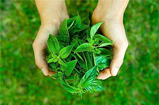 Ghid de recoltare de busuioc - Cum să recoltați plantele din plante de busuioc