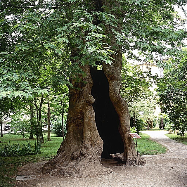 Historia del árbol plano: ¿De dónde vienen los árboles planos de Londres?