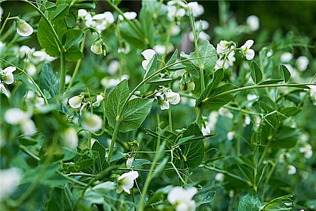 Spring Pea Cultivar - كيف تنمو أصناف نبات البازلاء 
