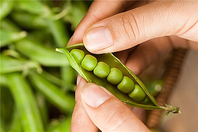 Vad är Mr. Big Peas - Hur man odlar Mr. Big Peas in Gardens