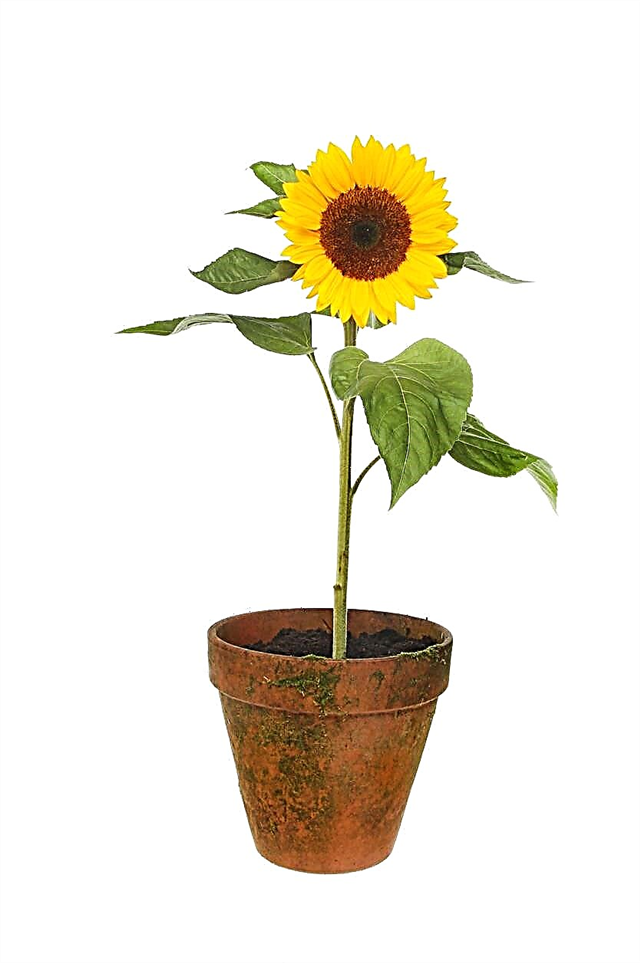 Seberapa Baik Tumbuh Pot Bunga Matahari: Cara Menanam Bunga Matahari Di Pekebun