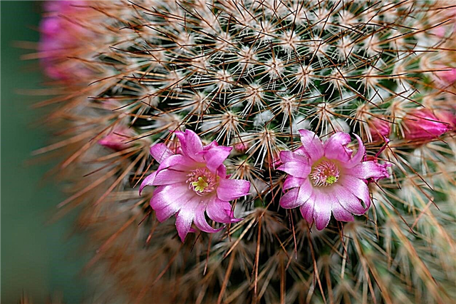 Zakaj ne roža moj kaktus: Kako narediti kaktus, da cveti