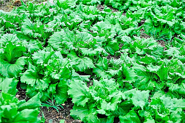 Was ist Batavia-Salat - Wachsender Batavian-Salat im Garten