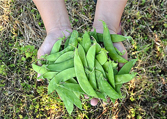 Sugar Bon Pea Care: Hoe een Sugar Bon Pea Plant te laten groeien