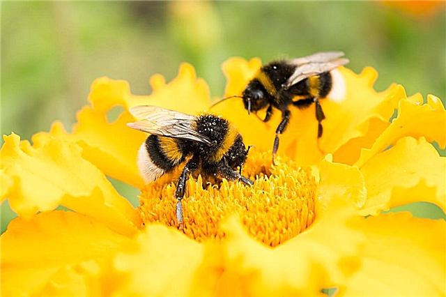 Information om åben pollination: Hvad er åbne pollinerede planter