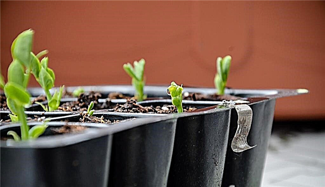 Little Marvel Pea Plants: consejos para cultivar Little Marvel Peas