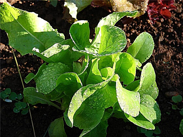 الخس باتويان: كيفية زراعة نبات الخس