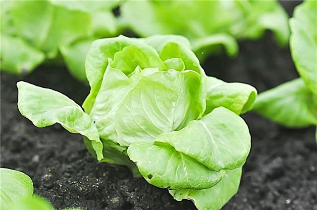 Fakten zur Divina-Salatpflanze - Pflege von Divina-Salatpflanzen
