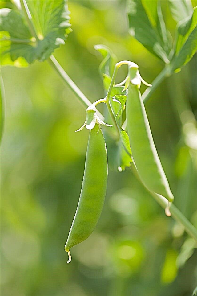 Avalanche Pea Cultivation: Leer meer over de Pea ‘Avalanche’ variëteit