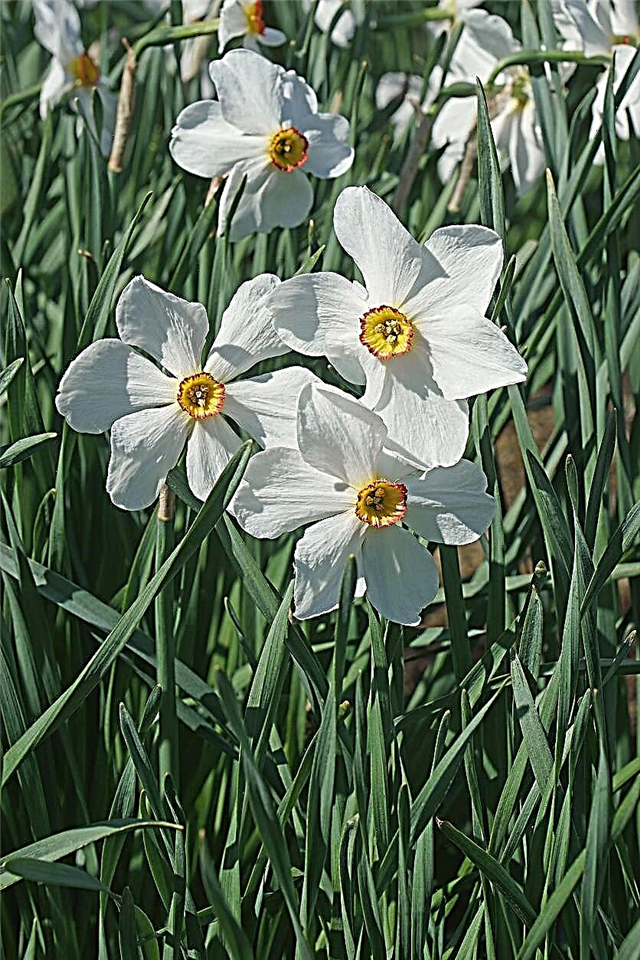 Mentol Daffodil Penyair: Menumbuhkan Daffodil Penyair Di Taman