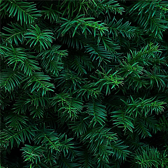 Thông tin thực vật thường xanh: Dù sao thì ý nghĩa của cây xanh