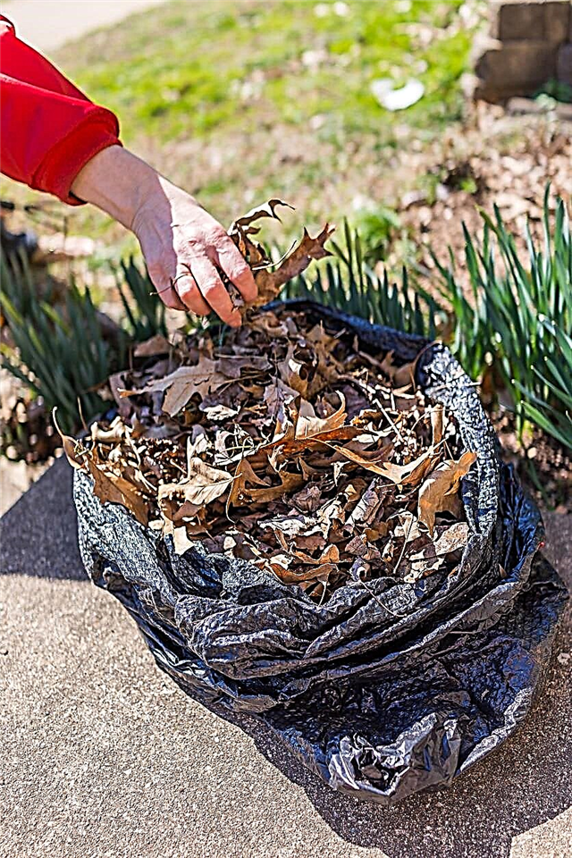 Kas ir lapu pelējums: kas lapu lapu kompostu padara tik īpašu