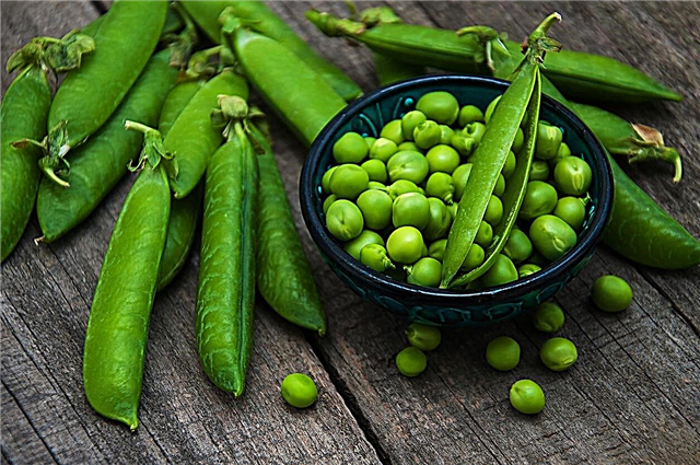 Lincoln Pea Growing - Tipps zur Pflege von Lincoln Pea Plants